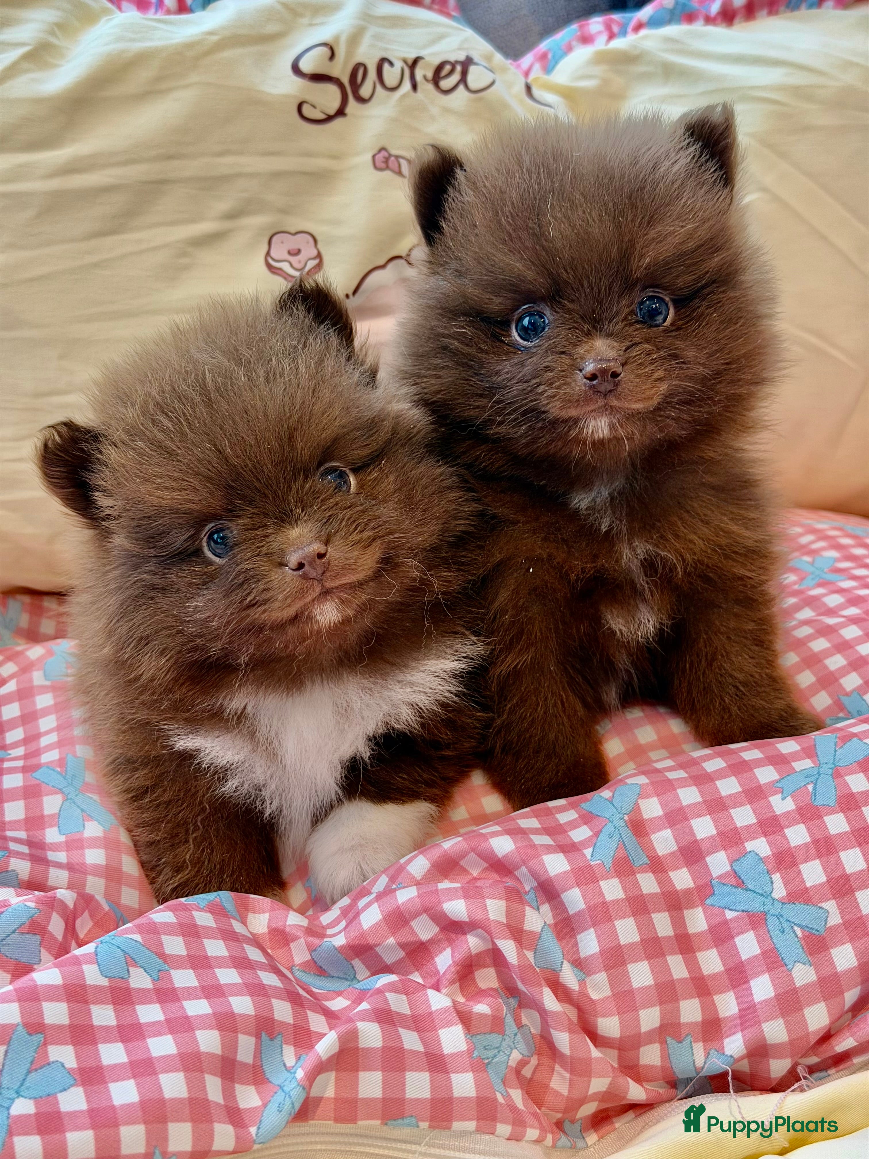 Pomeriaan honden Choco pomeranian pomeriaan pups te reserveren - Advertentie 6