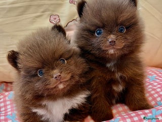 Pomeriaan honden Choco pomeranian pomeriaan pups te reserveren - Advertentie 6
