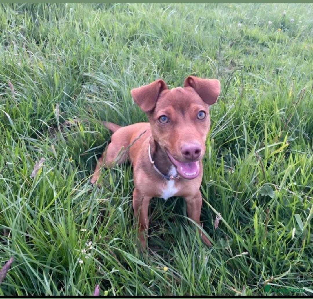 Jack Russel Terriër honden Jack russel reutje 1 jaar - Advertentie 1