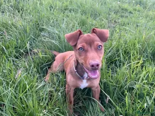 Jack Russel Terriër honden Jack russel reutje 1 jaar - Advertentie 1