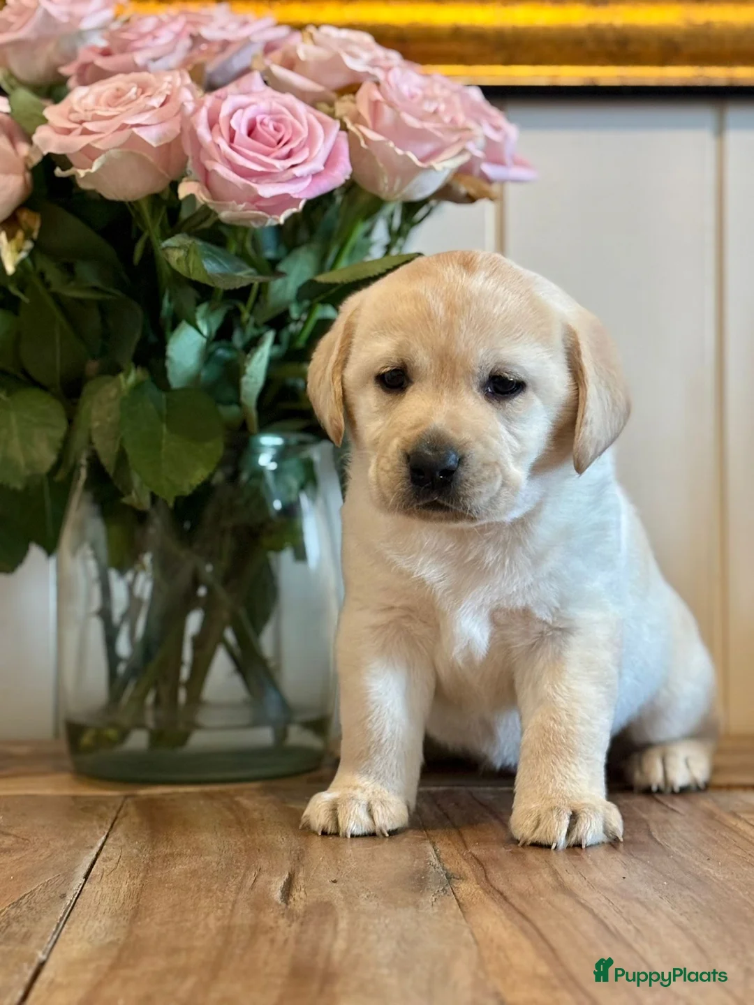 Labrador Retriever honden te koop: Super mooie gele labrador pups - Advertentie 1