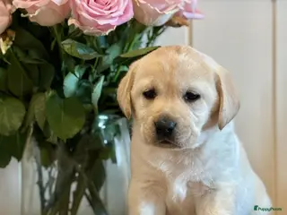 Labrador Retriever honden Super mooie gele labrador pups - Advertentie 1