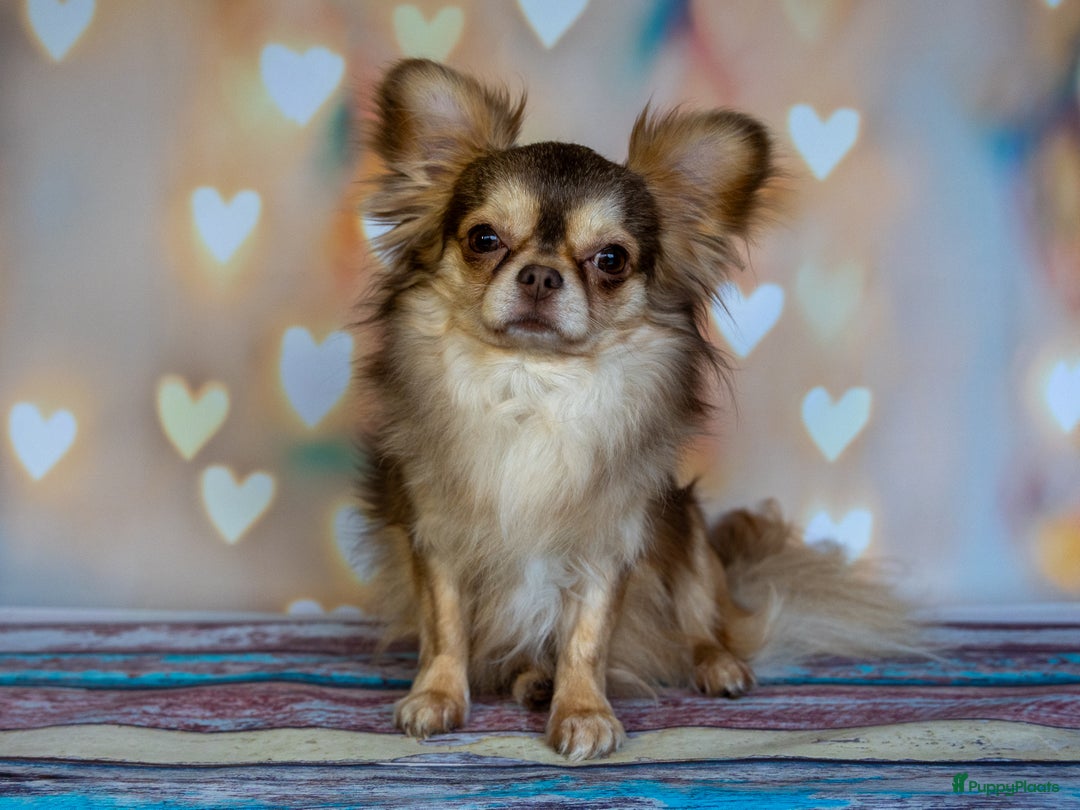 Chihuahua honden te koop: Chihuahua langhaar pupjes - Afbeelding 10