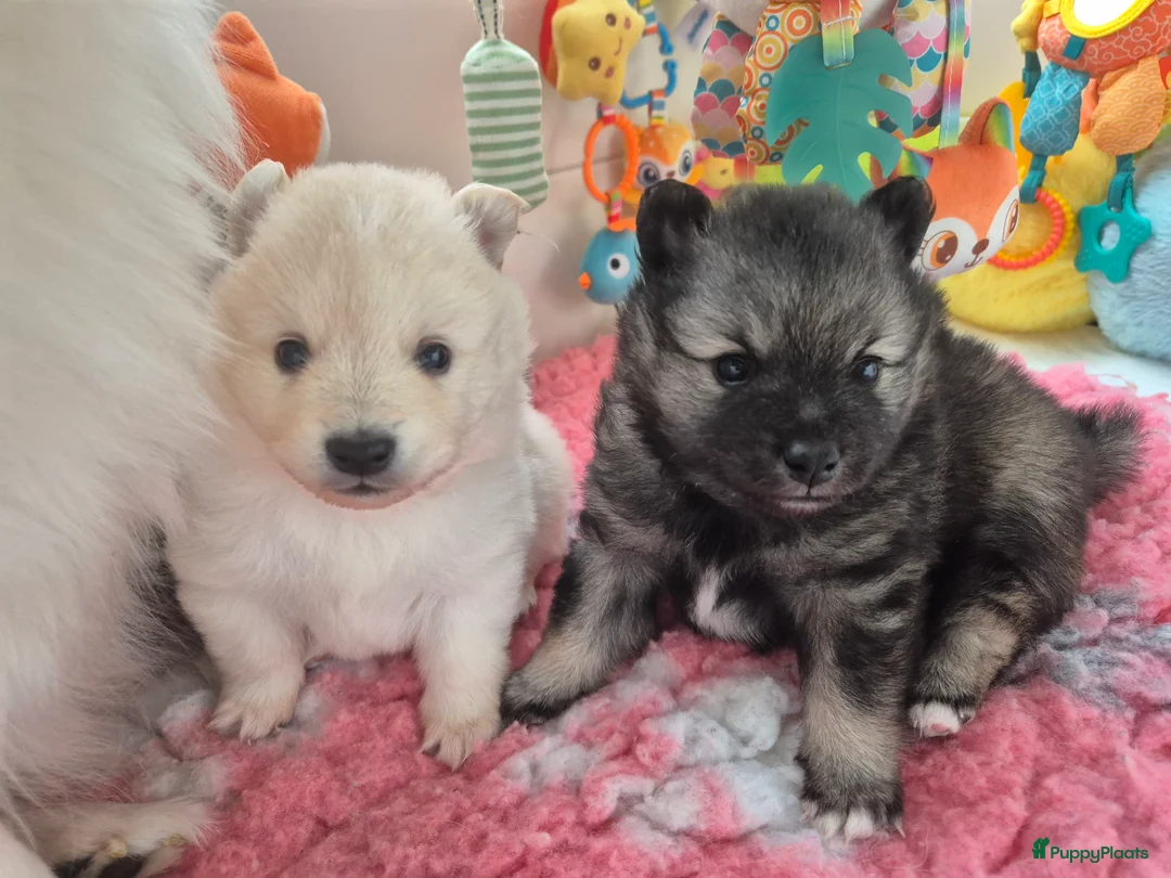 Keeshond honden te koop: Middenslag Keeshond pups - Advertentie 10