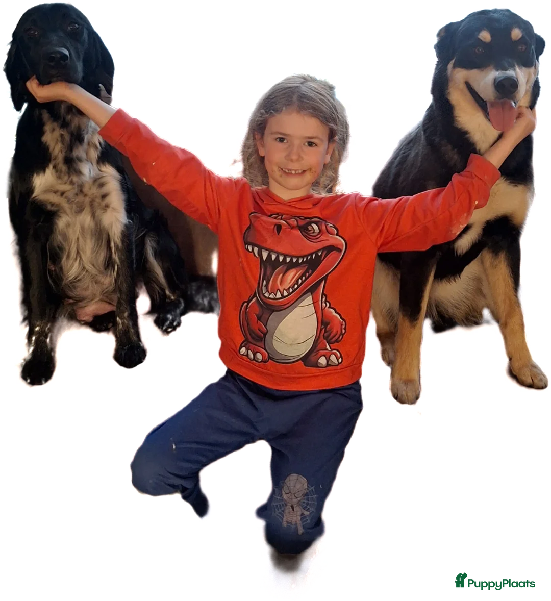 Kruising honden te koop: Mooie kruising > Bernsky >/< Friese Langhaar < in Rotterdam - Advertentie 10