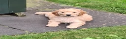 Labradoodle honden te koop: Mini Labradoodle puppy's - Advertentie 7