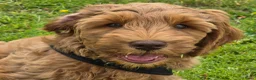 Australian Labradoodle honden te koop: Australian labradoodle pup reu - Advertentie 9