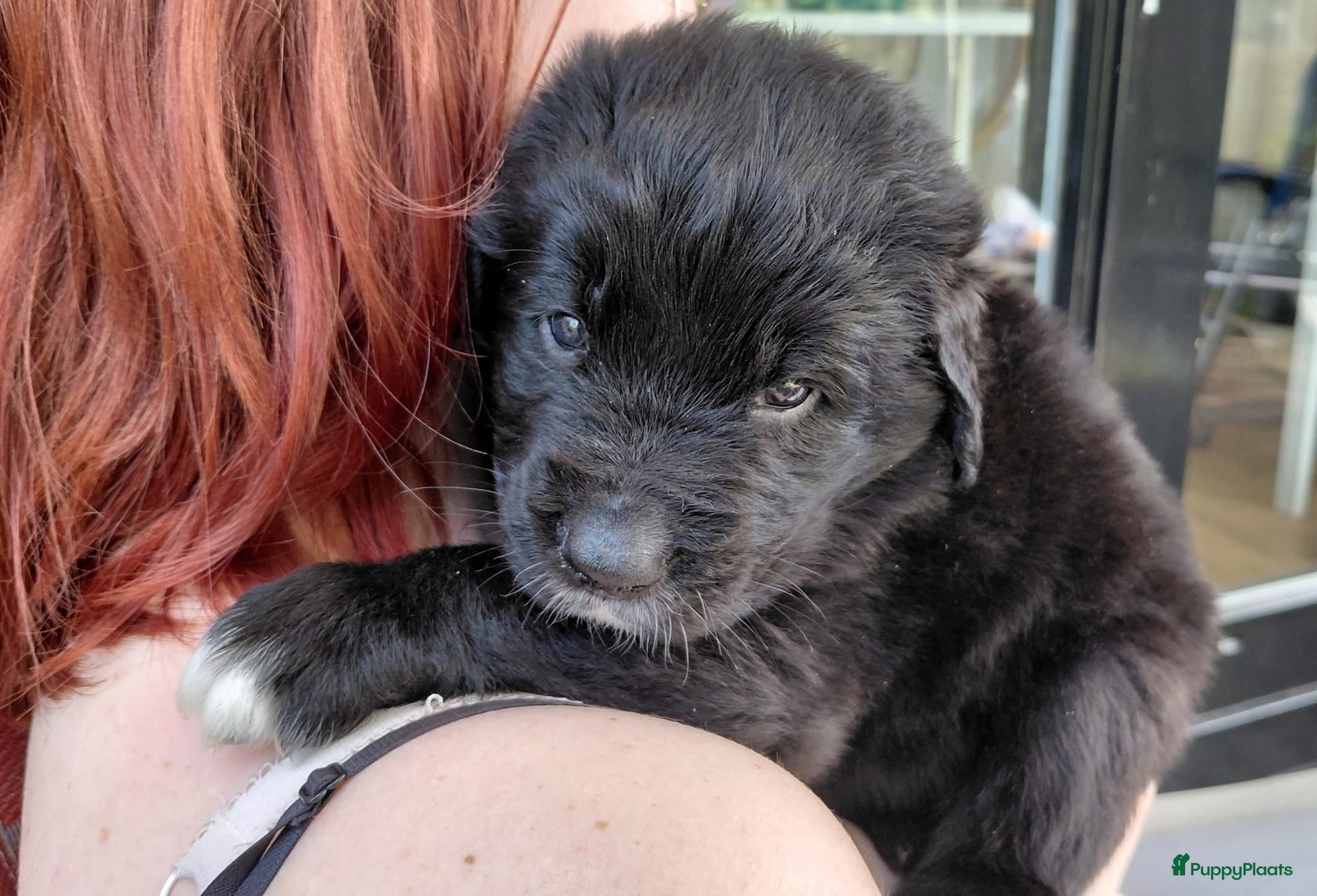 Kruising honden Pup Newfoundlander x Leonberger reutje - Advertentie 1