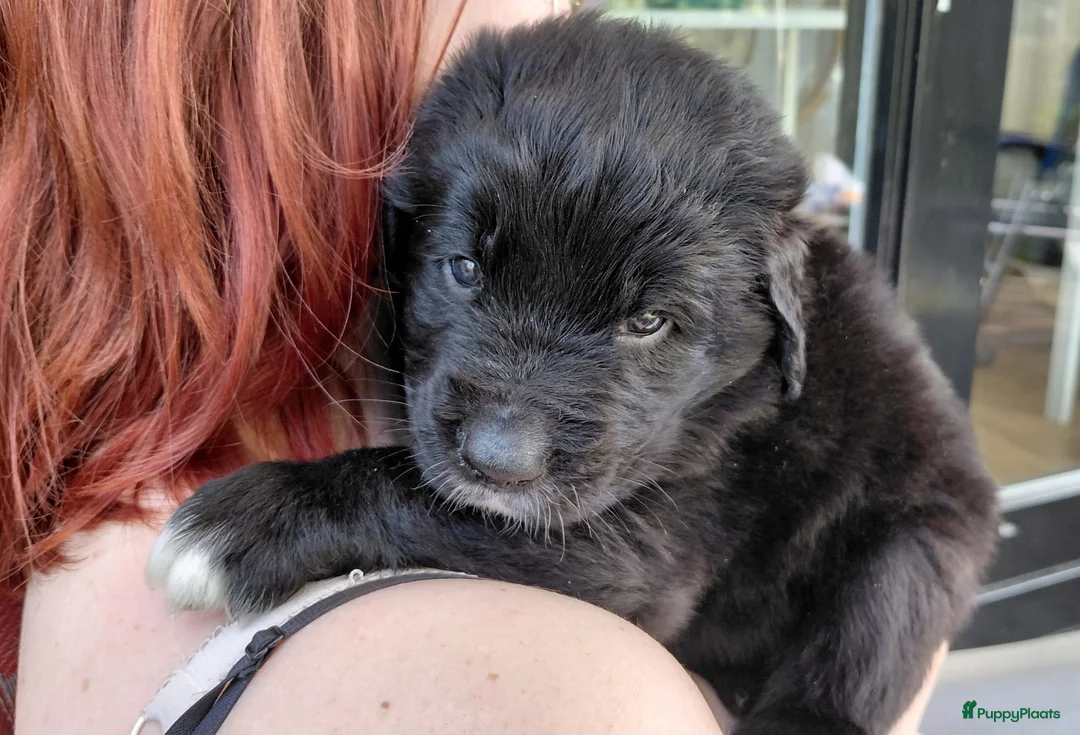 Kruising honden te koop: Pup Newfoundlander x Leonberger reutje - Advertentie 1