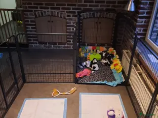 Engelse Cocker Spaniel honden Engelse cocker spaniel pups - Advertentie 4