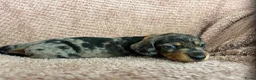 Ruwhaar Teckel honden te koop: De liefste getijgerde ruwharige teckel pups - Advertentie 6