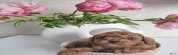 Poedel Toy honden te koop: Toy poedel pups - Advertentie 13