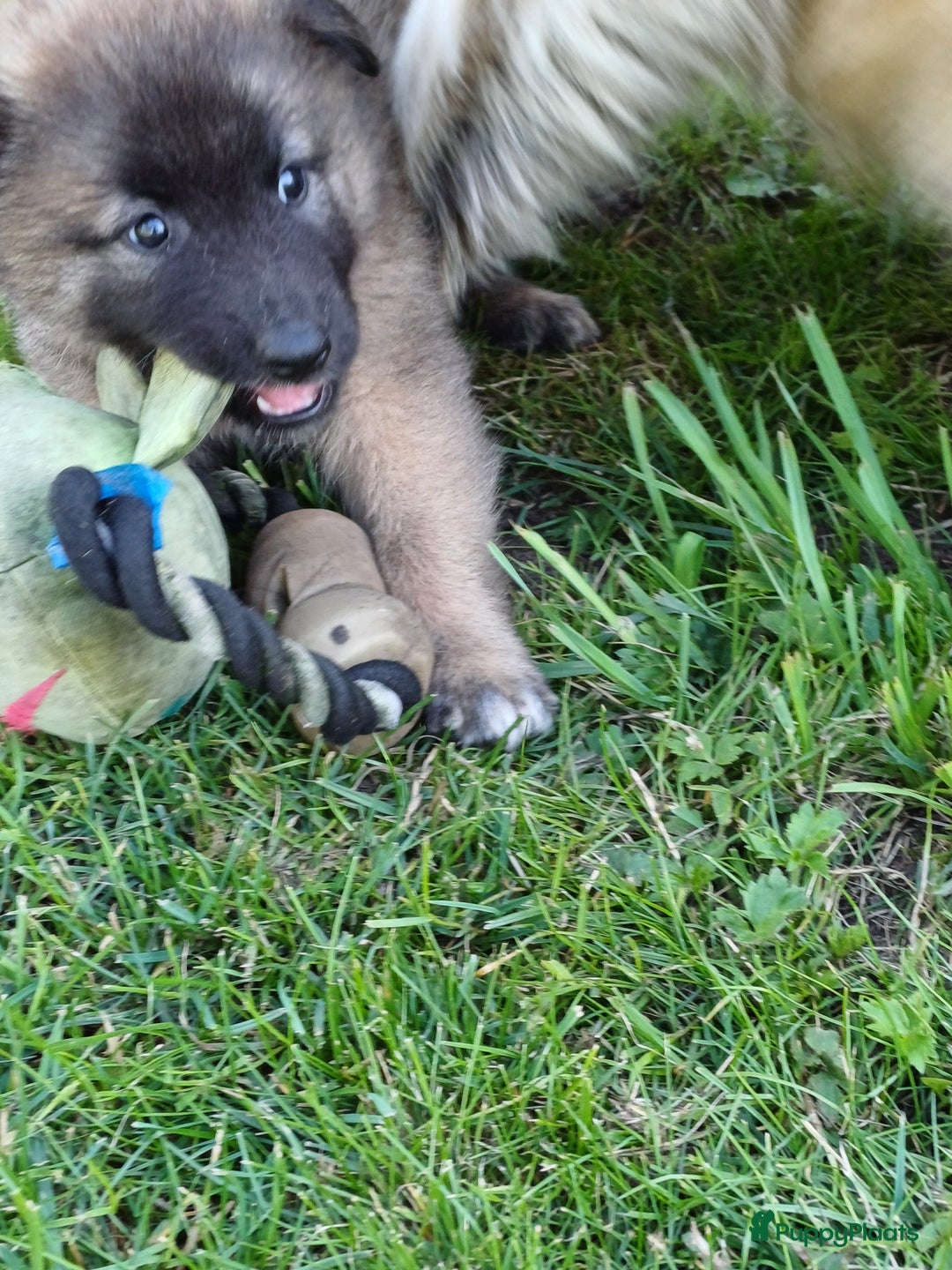 Tervuerense Herder honden te koop: Tervuerense herder pups - Afbeelding 19