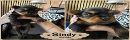 Yorkshire Terriër honden te koop:   Yorkshire Terrier pups – voor reservering‼️1‼️ 2 - Advertentie 4
