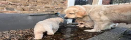 Golden Retriever honden te koop: Golden retriever pups🐶❤️ - Advertentie 13