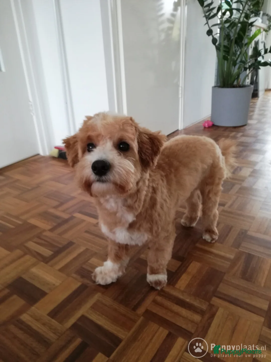 Kruising honden ter dekking: Maltipoo dekreu in Leiden - Advertentie 6