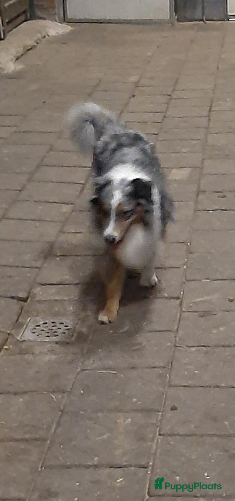 Border Collie honden bordercollie pup te koop - Advertentie 1