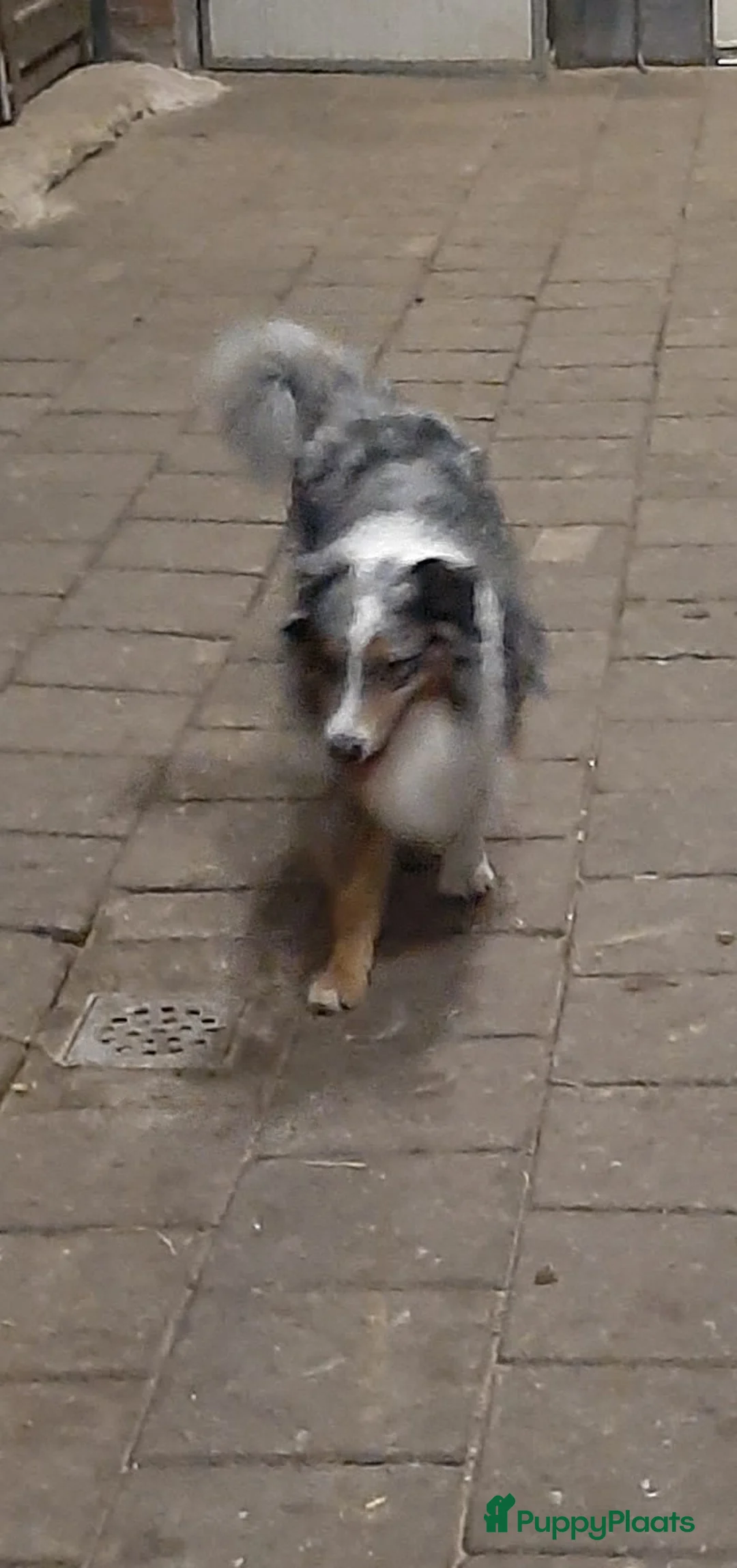 Border Collie honden te koop: bordercollie pups te koop - Advertentie 3