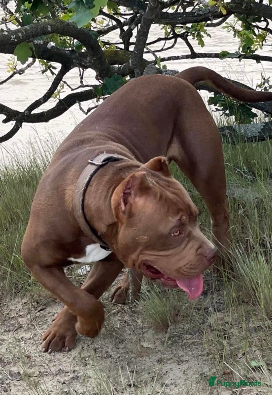 Amerikaanse Bully honden Prachtige American bully teef  - Advertentie 7