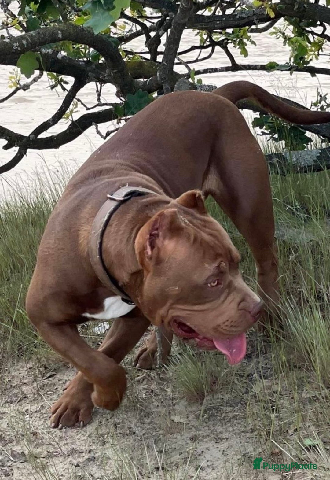 Amerikaanse Bully honden te koop: Prachtige American bully teef  - Advertentie 1