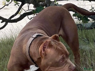 Amerikaanse Bully honden Prachtige American bully teef - Advertentie 7