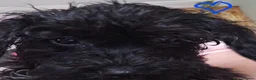 Boomer honden te koop: Boomer - Advertentie 9