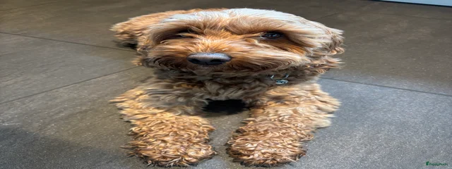 Buddy 