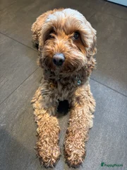 Buddy