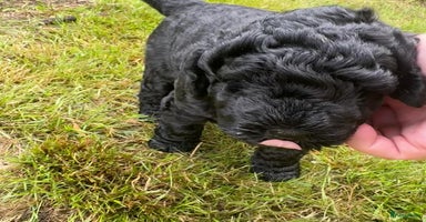 Labradoodle honden - Advertentie 4
