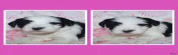 Tibetaanse Terriër honden te koop: Tibetaanse terrier pups  - Advertentie 7