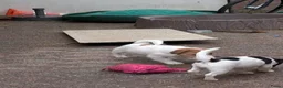 Jack Russel Terriër honden te koop: Nog 4 lieve Jack Russell pups met stamboom  - Advertentie 10