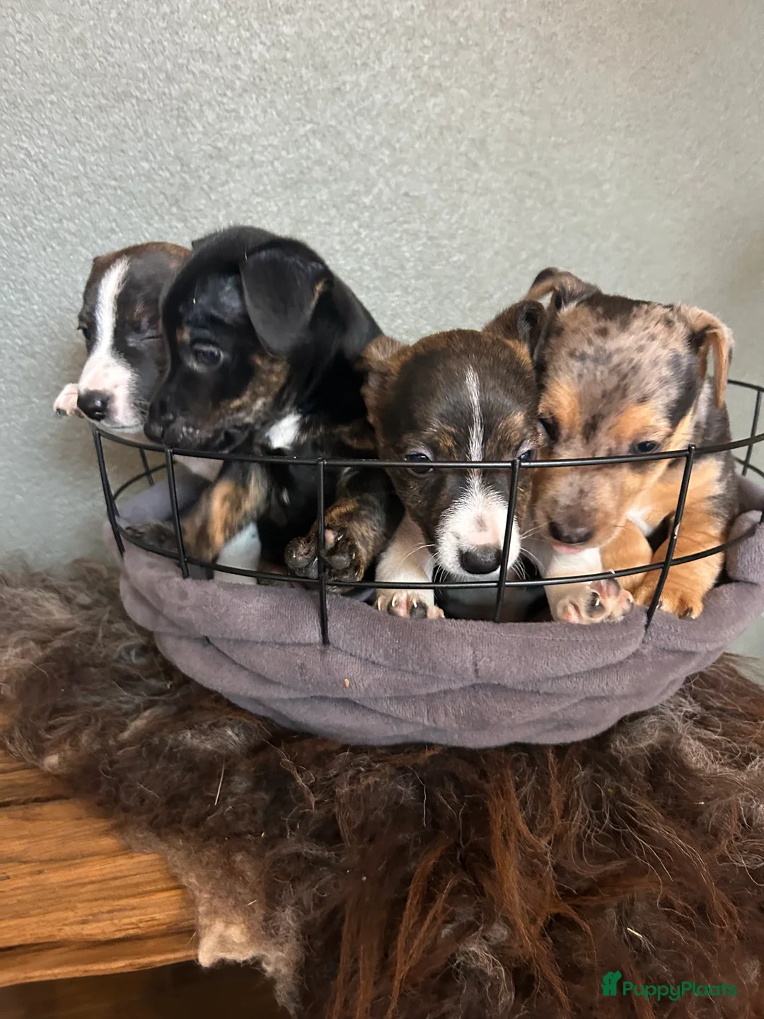 Jack Russel Terriër honden te koop: 4 mooie Jack Russell reutjes - Advertentie 16