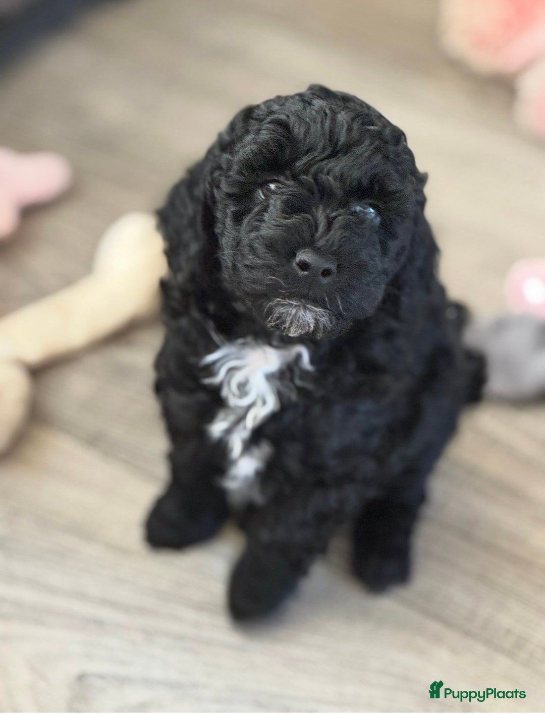 Labradoodle honden te koop: Labradoodle pups - Advertentie 7