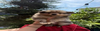 Dexter