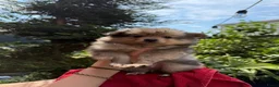 Pomeriaan honden te koop: Pomeriaan pup Merle, sable en black and tan - Advertentie 19