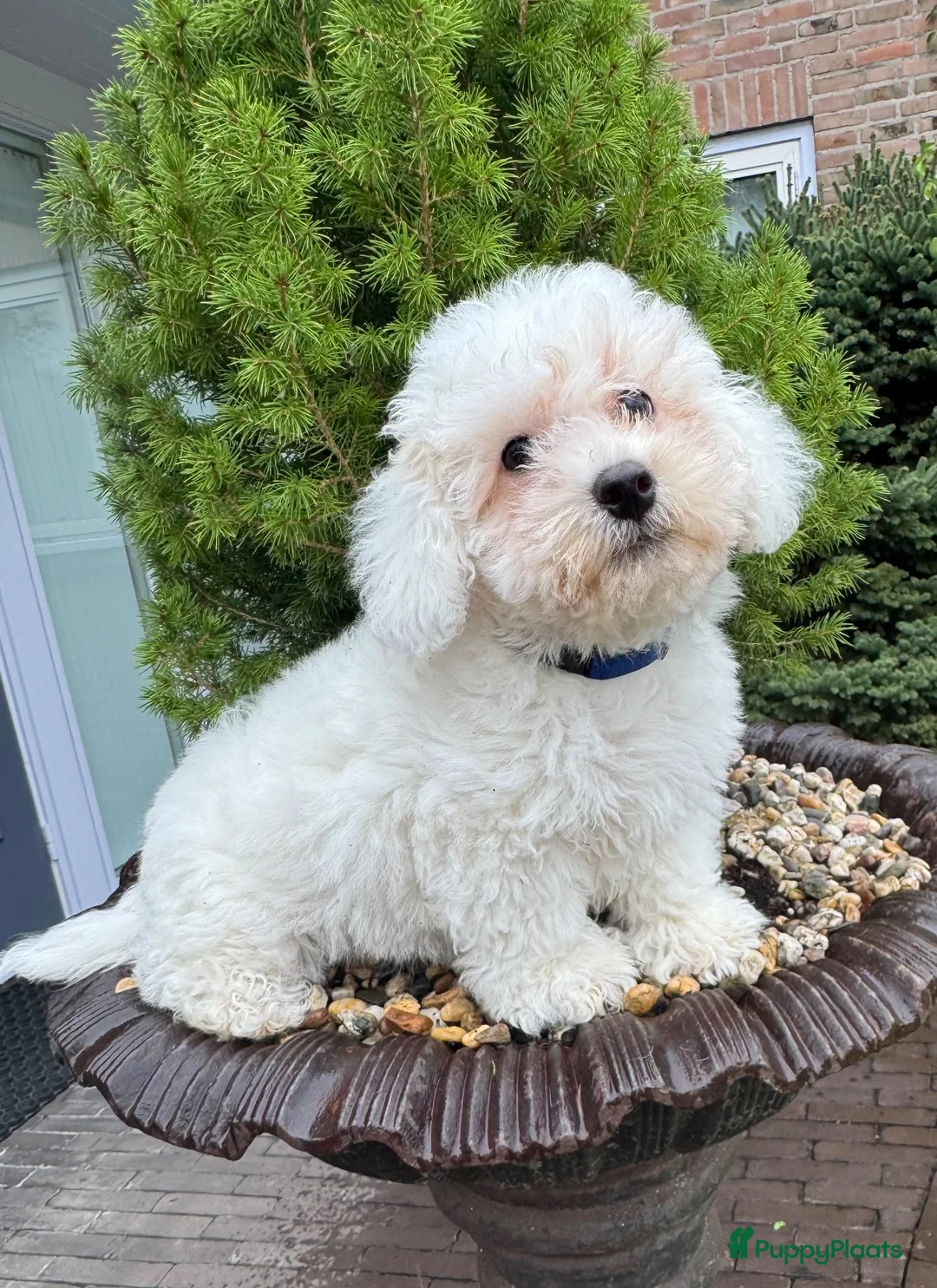 Kruising honden te koop: Lieve boomer puppies  - Advertentie 19