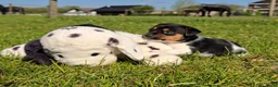Jack Russel Terriër honden te koop: 🥰 5 Prachtige Jack Russel pups! 🐶 - Advertentie 20
