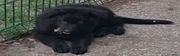 Duitse Herder honden te koop: Langstokharige Duitse Herder puppies zw.en zw/br  - Advertentie 11