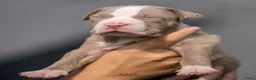 Amerikaanse Bully honden te koop: American Bully XL pup lilac tri - Advertentie 15