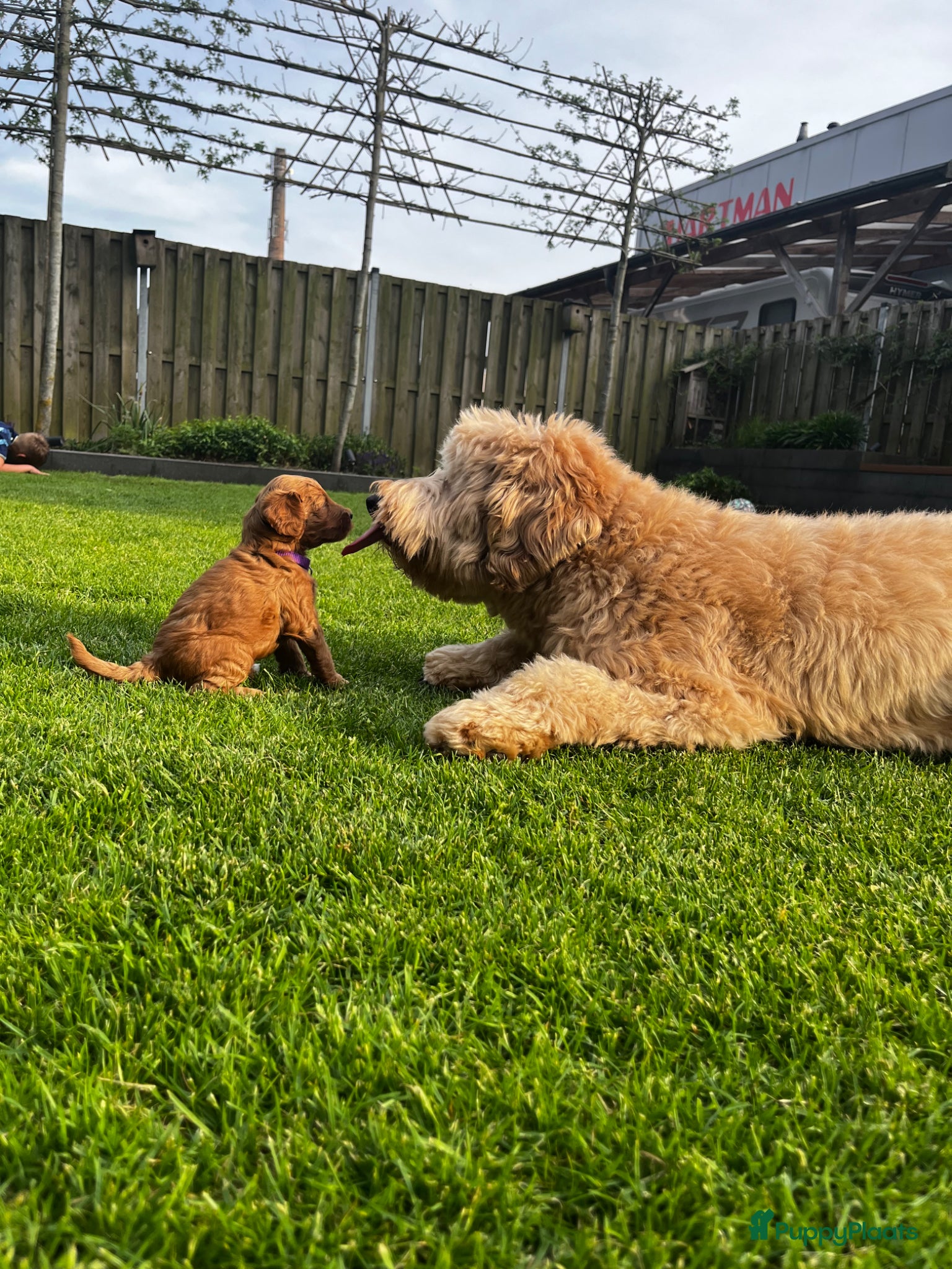 Australian Labradoodle honden te koop: Australian labradoodle pups - Advertentie 10