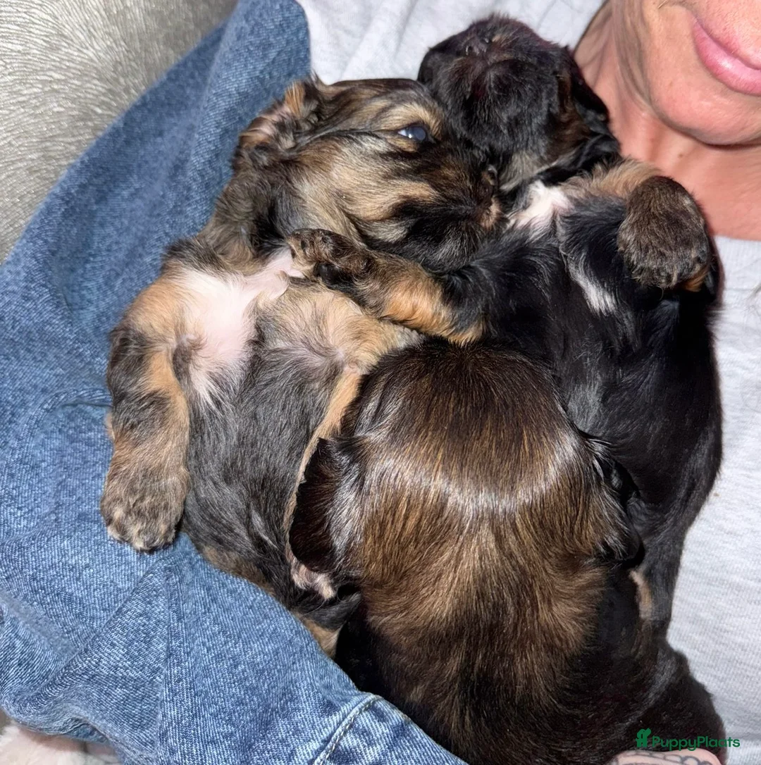 Havanezer honden te koop: Havanezer pup - Advertentie 9