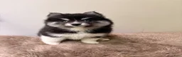 Pomsky honden te koop: Pomsky puppy’s F3 - Advertentie 18