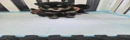 Pomsky honden te koop: Kleine pomsky pups 🩷💙🩷💙 - Advertentie 8