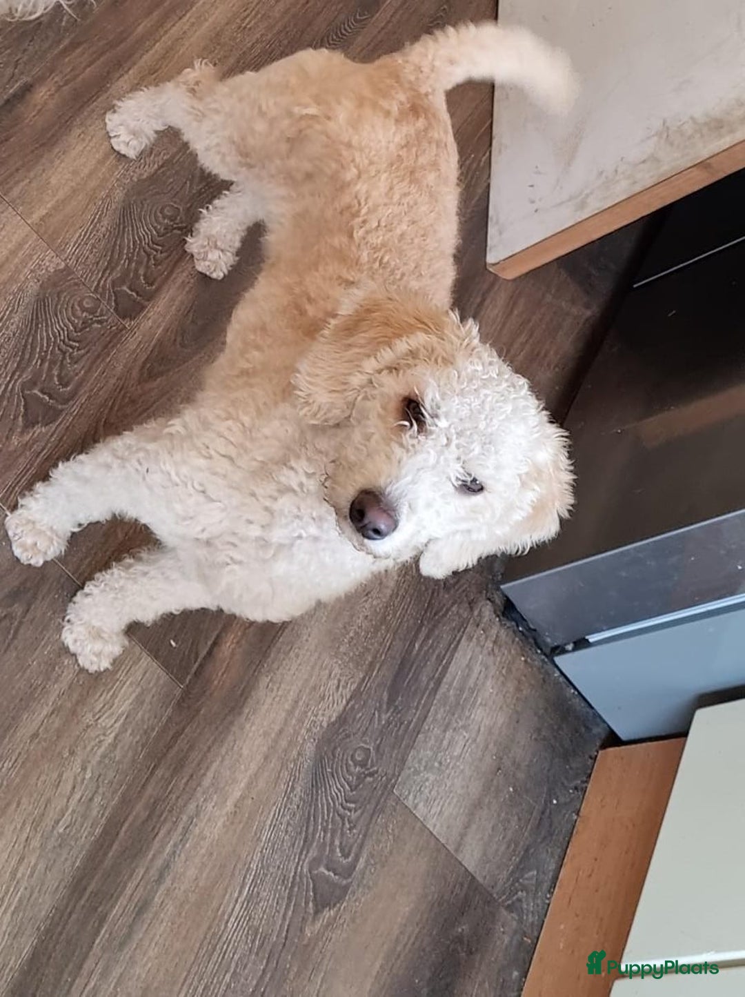 Kruising honden te koop: Mini labradoodle f4 - Advertentie 12