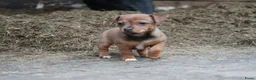 Jack Russel Terriër honden te koop: Stoere Jack Russel pups beschikbaar - Advertentie 6