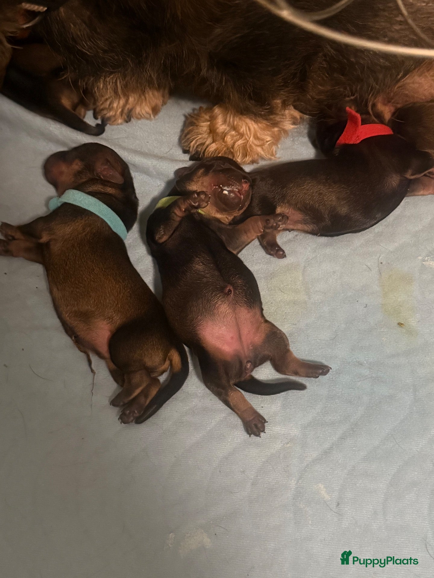 Ruwhaar Teckel honden te koop: 6 standaard ruwhaar teckel pups met stamboom  - Advertentie 2
