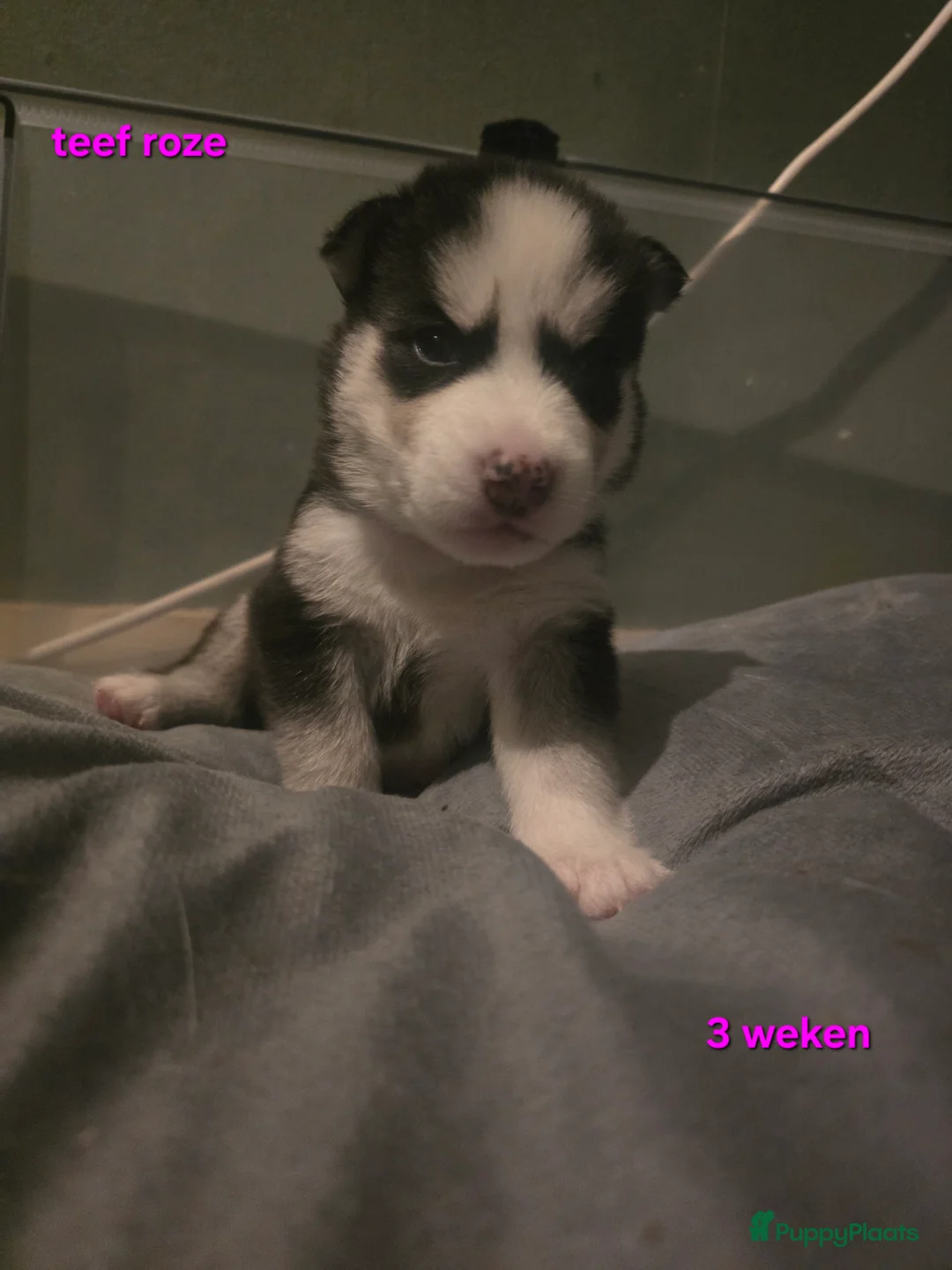 Siberische Husky honden te koop: Lieve husky pups te koop - Advertentie 6