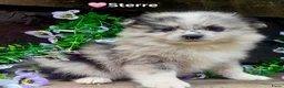 Kruising honden te koop: Super leuke dwergkees/pomeriaan kruising pups - Advertentie 7