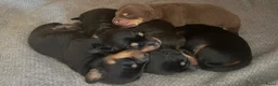 Kruising honden te koop: Standard Teckels pups in Zoetermeer - Advertentie 3