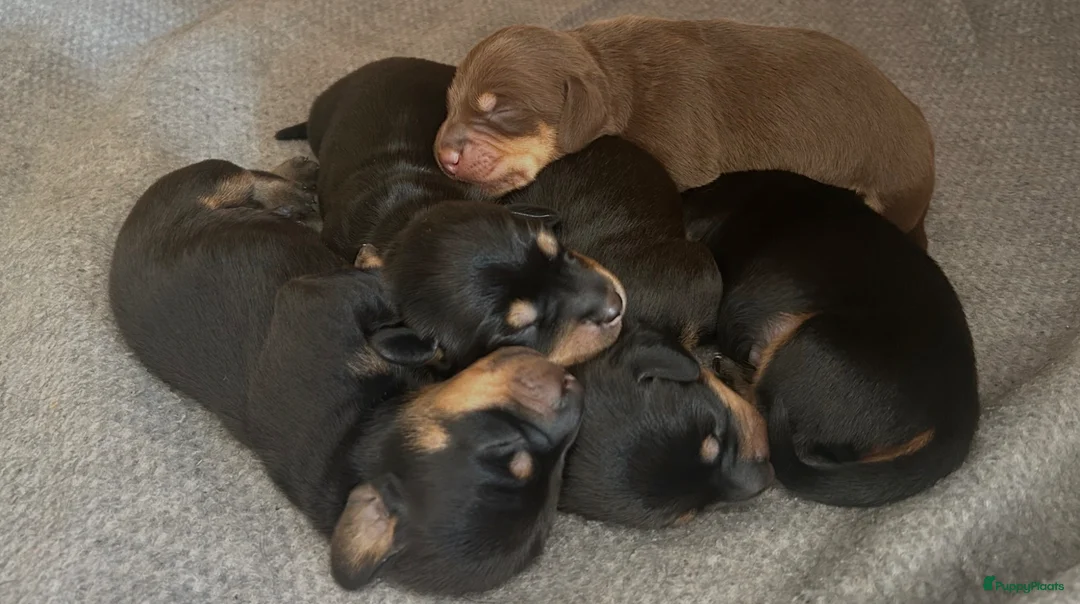 Kruising honden te koop: Standard Teckels pups in Zoetermeer - Advertentie 3